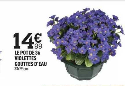 le pot de 36 violettes gouttes d'eau