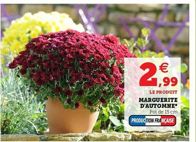 marguerite d'automne