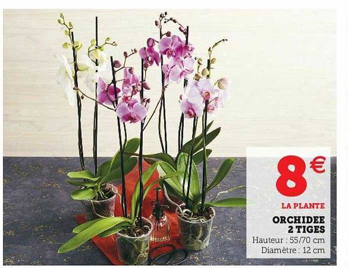Orchidée 2 Tiges