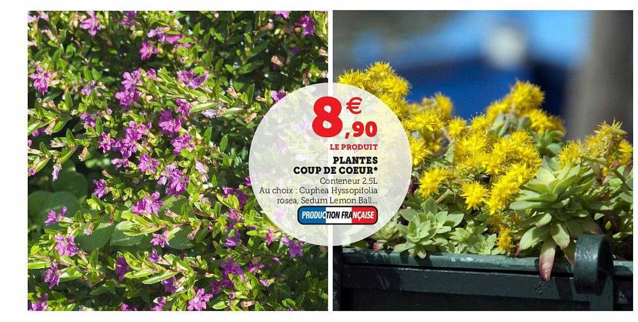 plantes coup de cœur