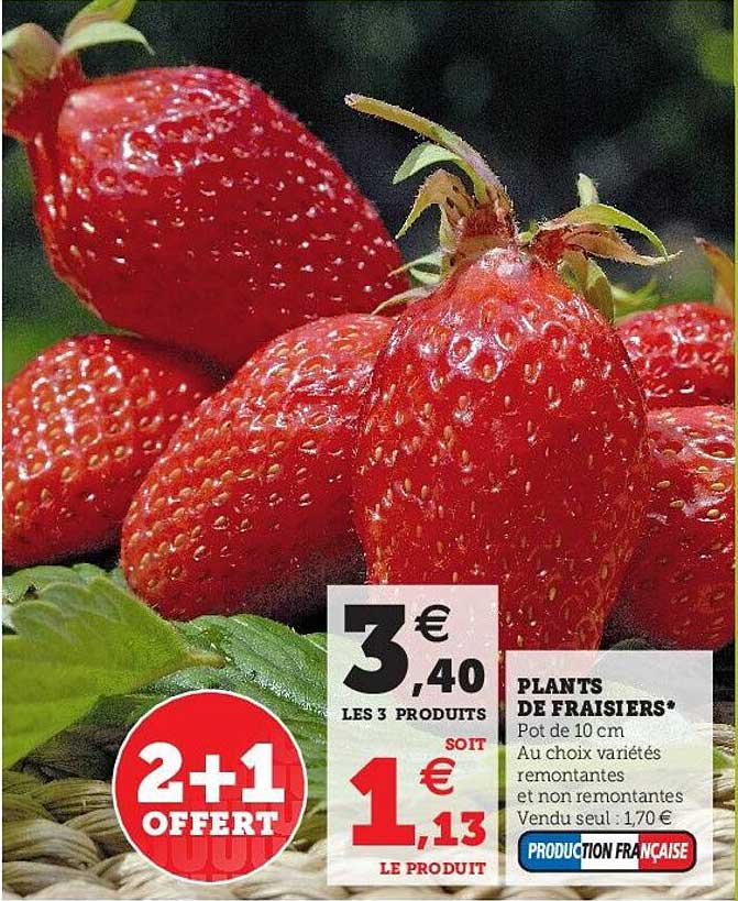 plants de fraisiers