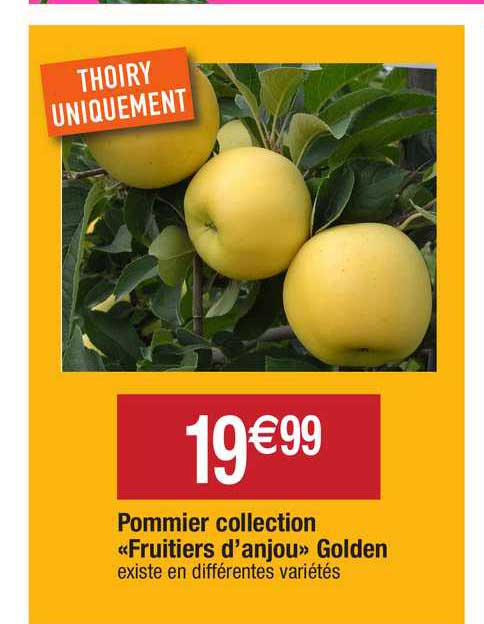 pommier collection «fruitier d'anjou» golden