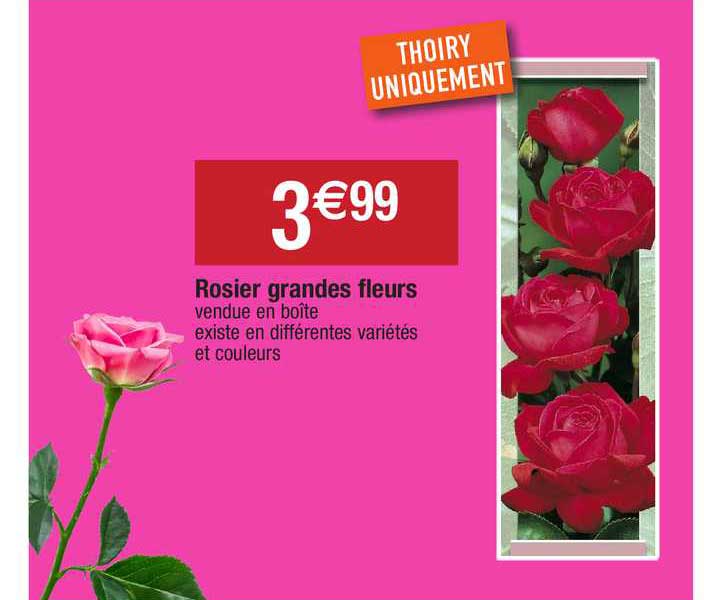 rosier grandes fleurs