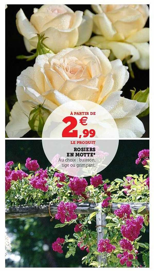 Rosiers En Motte