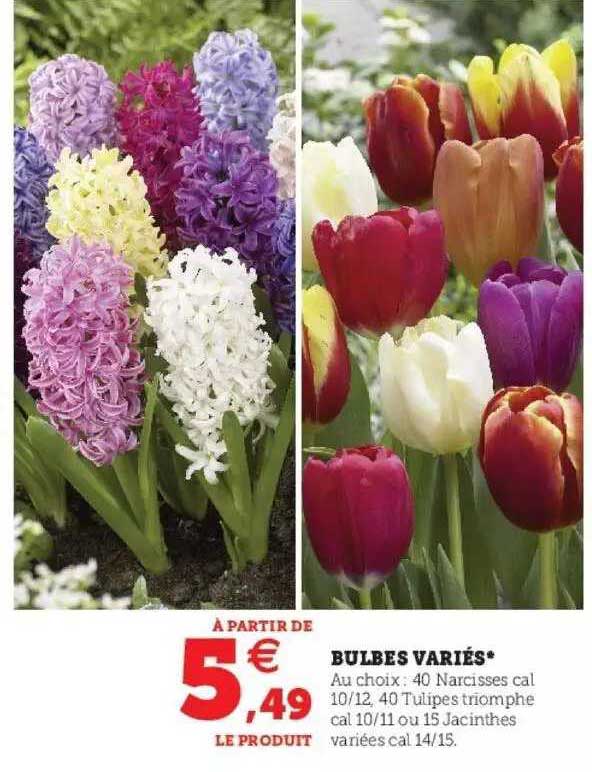 Bulbes Variés