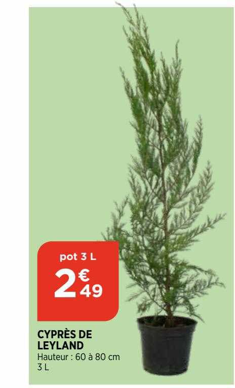 cyprès de leyland