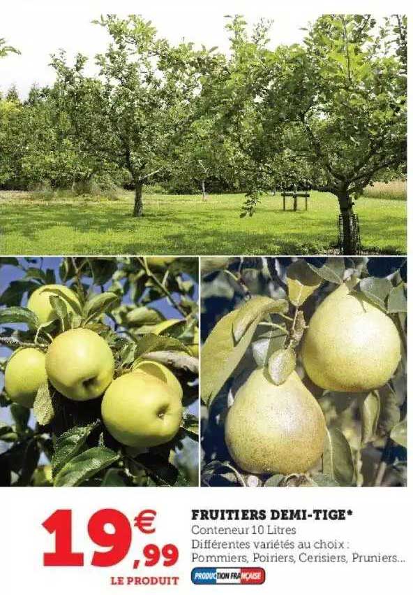fruitiers demi-tige