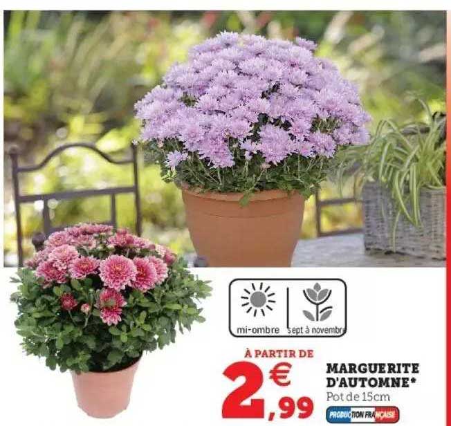 marguerite d'automne