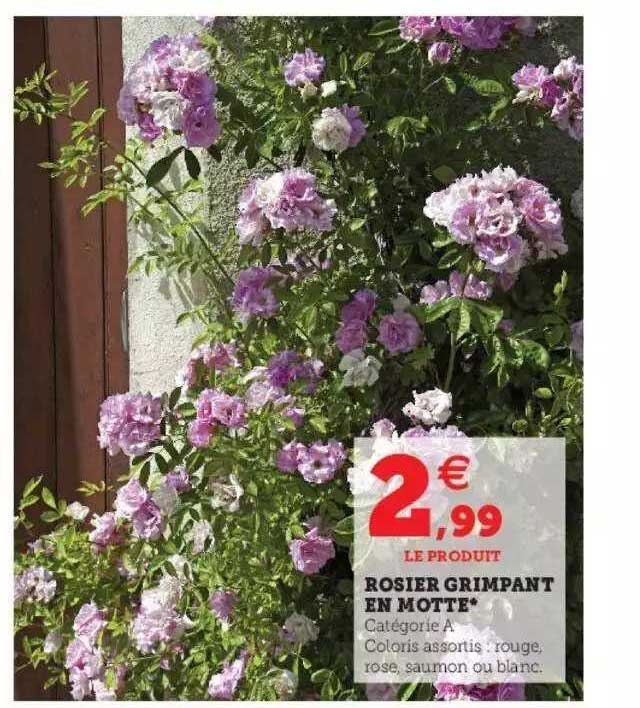 rosier grimpant en motte