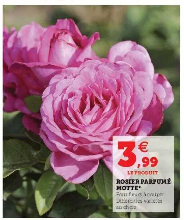 rosier parfumé motte