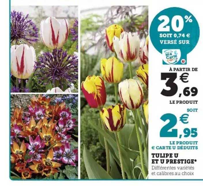 Tulipe U Et U Prestige