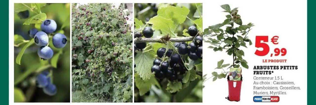 Arbustes Petits Fruits