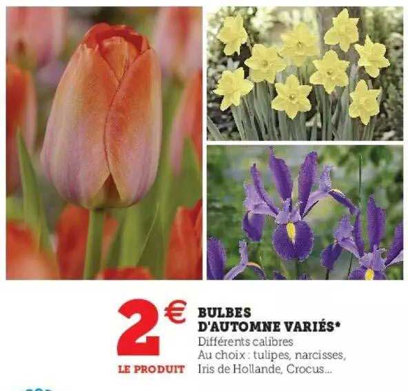 Bulbes D'automne Variés
