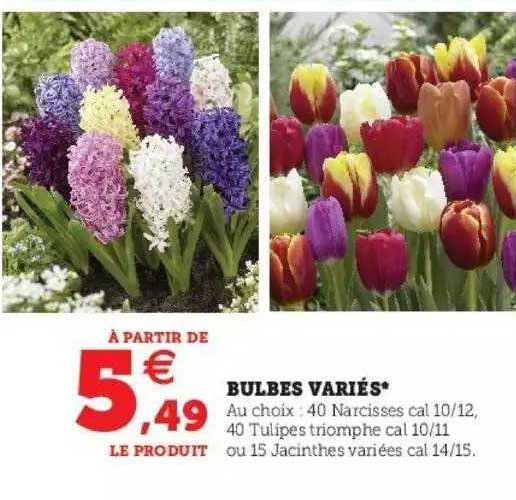 bulbes variés