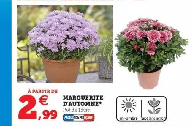marguerite d'automne