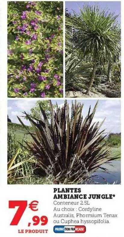 plantes ambiance jungle