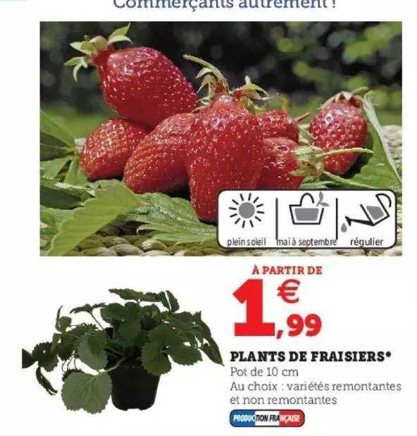 plants de fraisiers