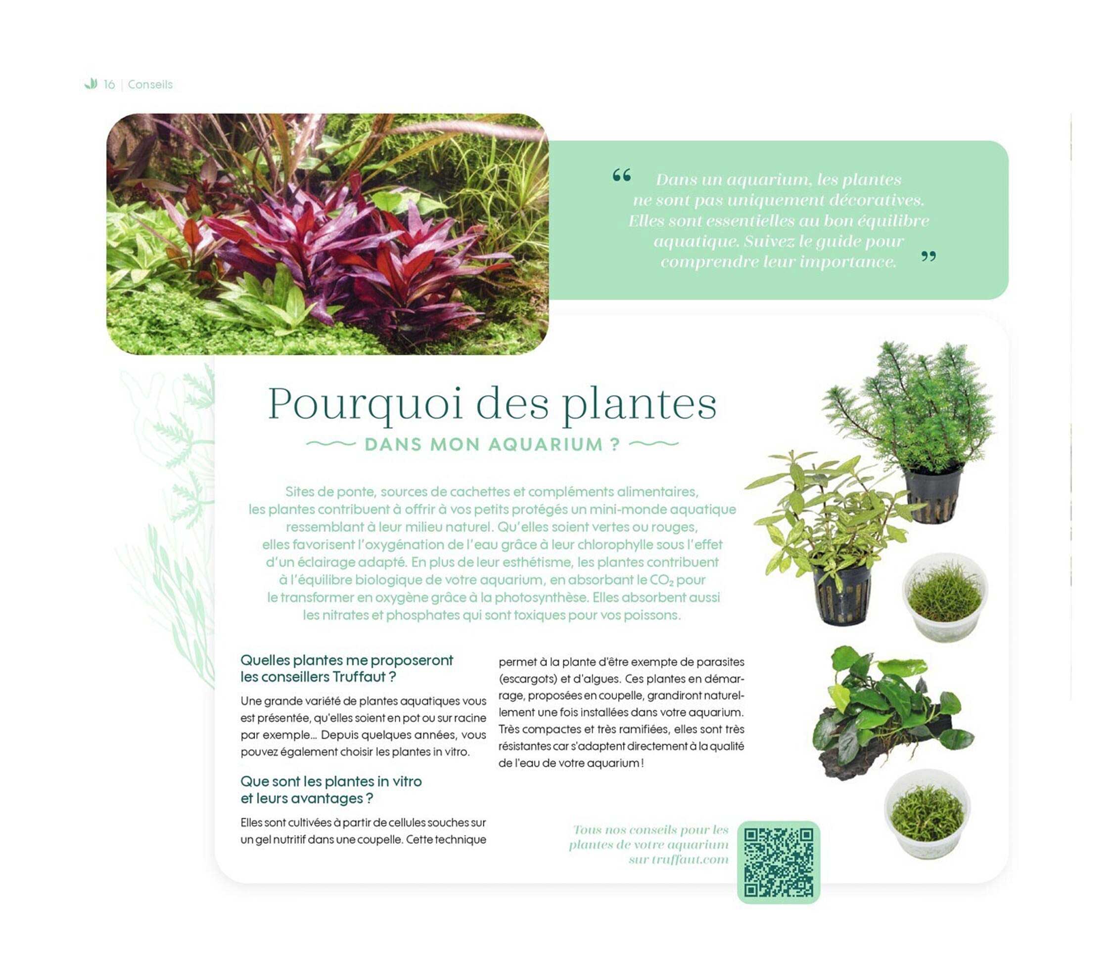 pourquoi des plantes dans mon aquarium ?