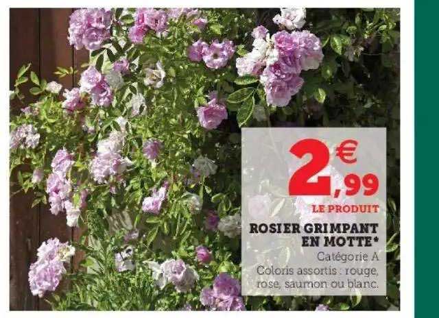 rosier grimpant en motte