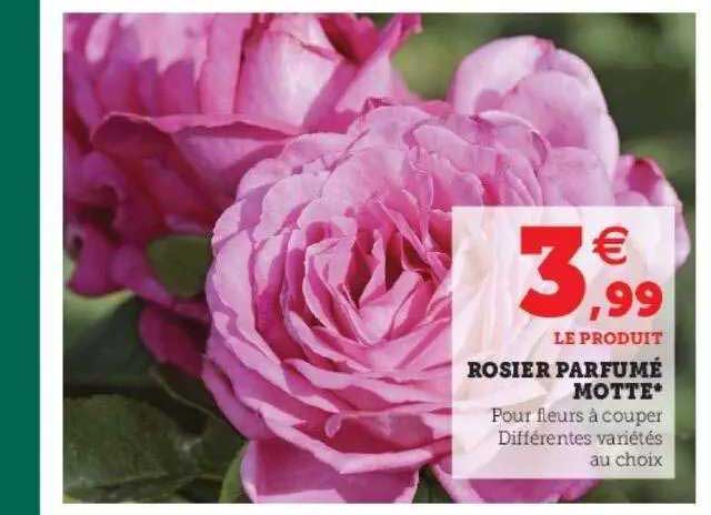 rosier parfumé motte