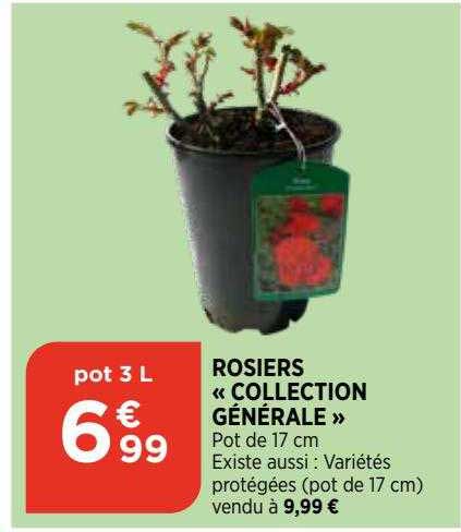 rosiers «collection générale»
