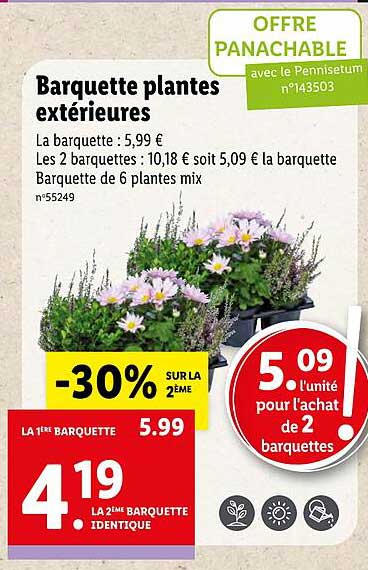 barquette plantes extérieures