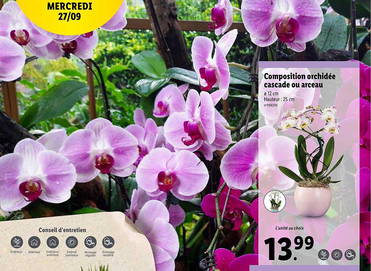 Composition Orchidée Cascade Ou Arceau