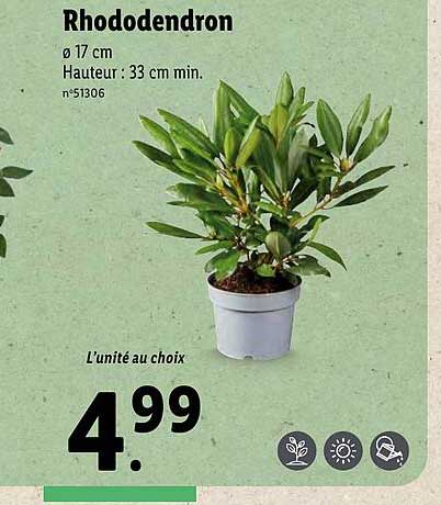 sansevieria spiky Sansevieria Francisii Spiky | Snake Plant | Care Guide and Pro Tips main image 0