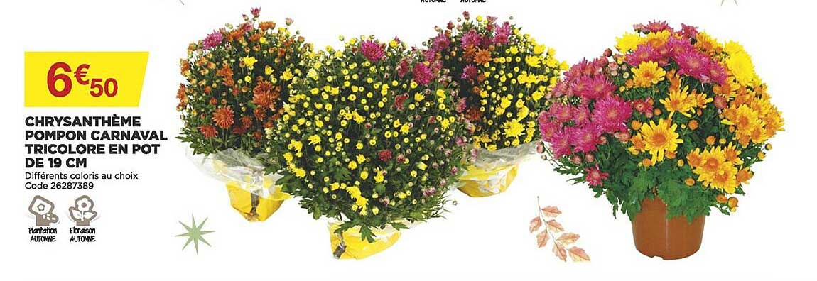 Chrysanthème Pompon Carnaval Tricolore En Pot De 19 Cm