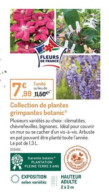 collection de plantes grimpantes botanic