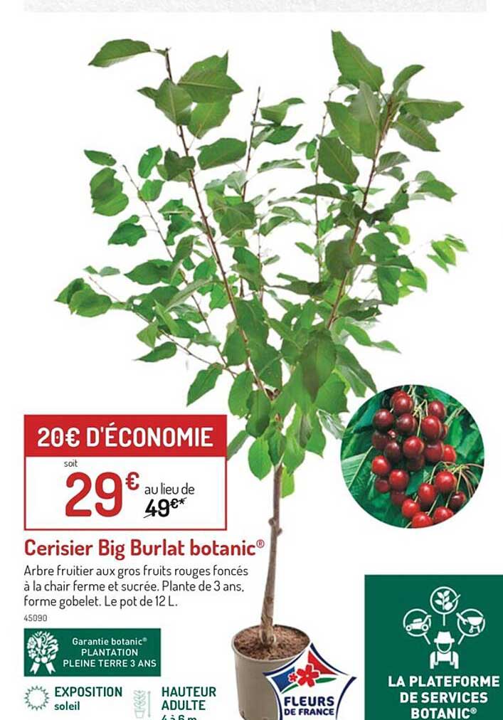 Cerisier Big Burlat Botanic
