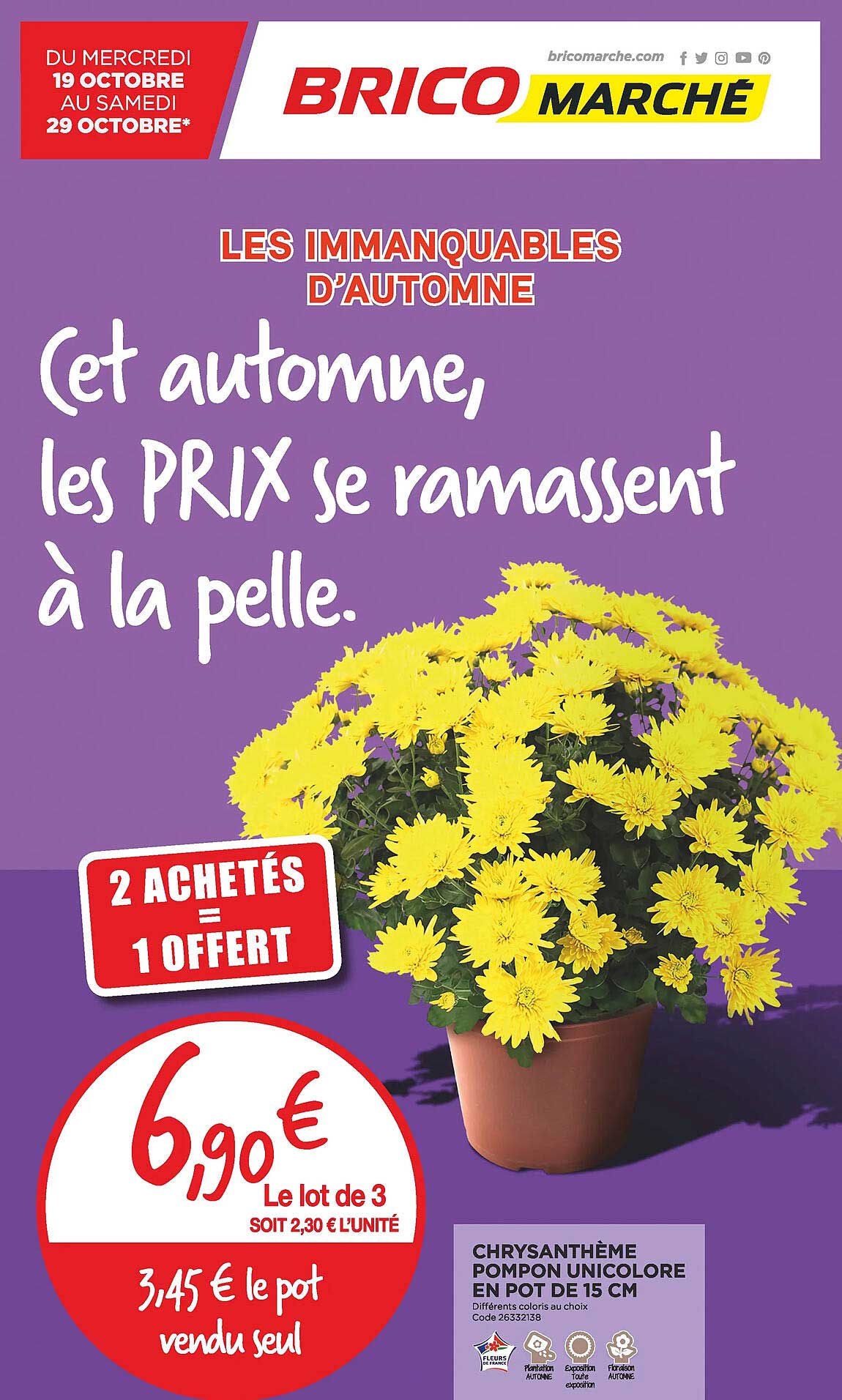 Chrysanthème Pompon Unicolore En Pot De 15 Cm