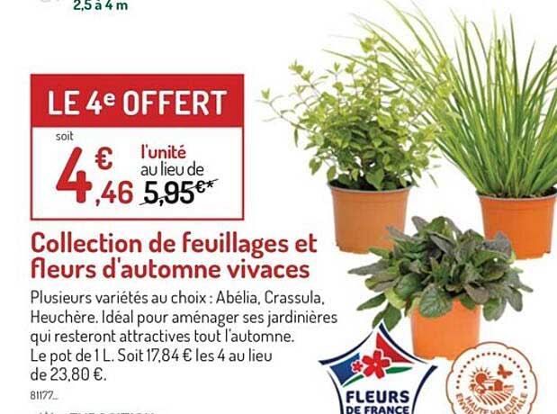 collection de feuillages et fleurs d'automne vivaces