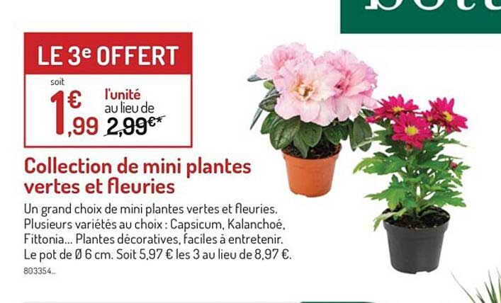 collection de mini plantes vertes et fleuries
