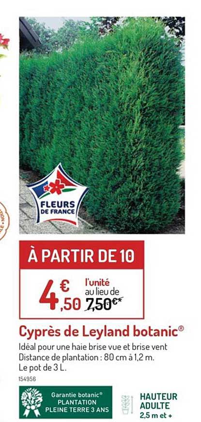 cyprès de leyland botanic