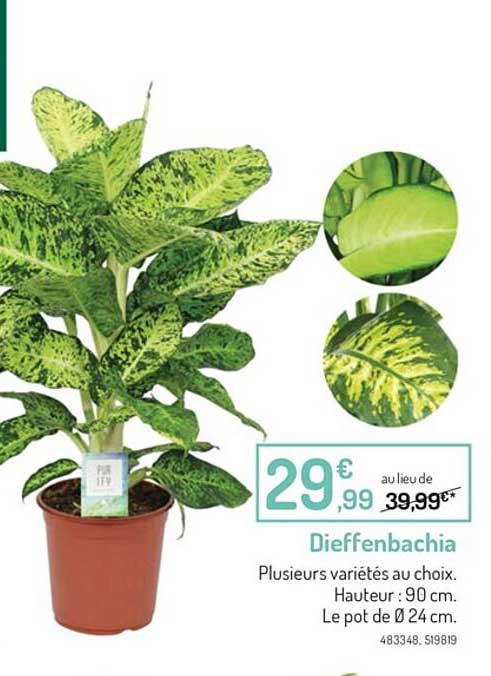 Dieffenbachia