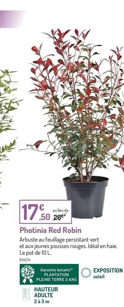 Photinia Red Robin