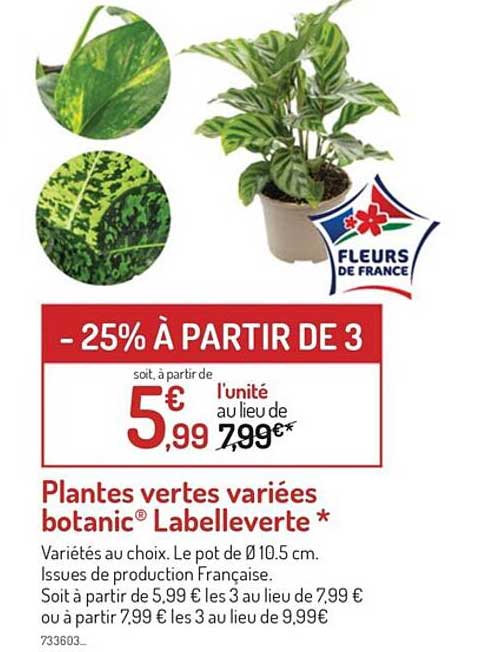 plantes vertes variées botanic labelleverte