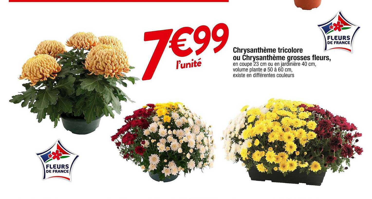 chrysanthème tricolore ou chrysanthème grosses fleurs
