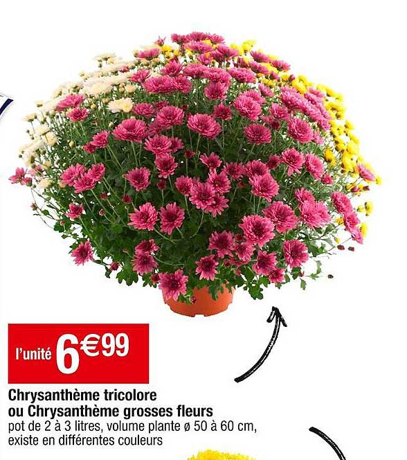 chrysanthème tricolore ou chrysanthème grosses fleurs