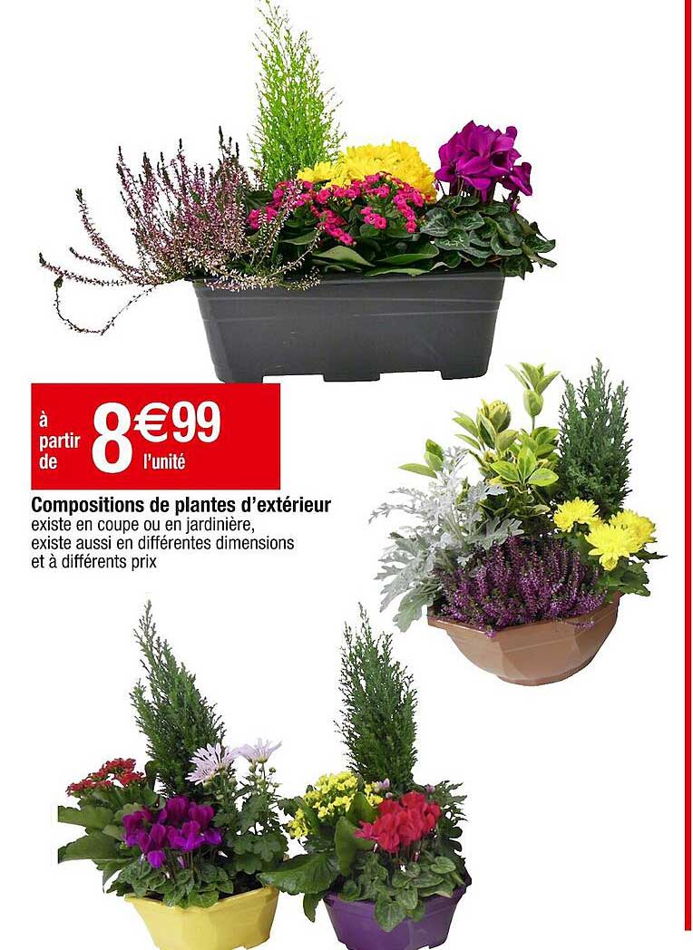 compositions de plantes d'extérieur