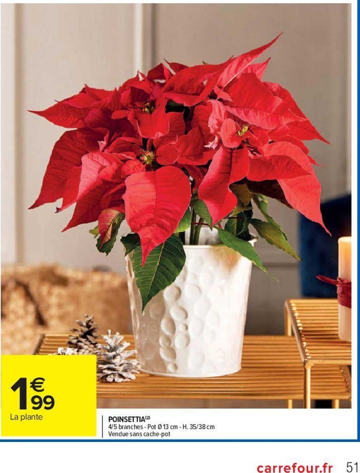 poinsettia
