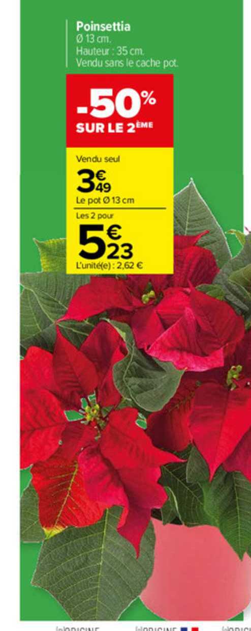 poinsettia
