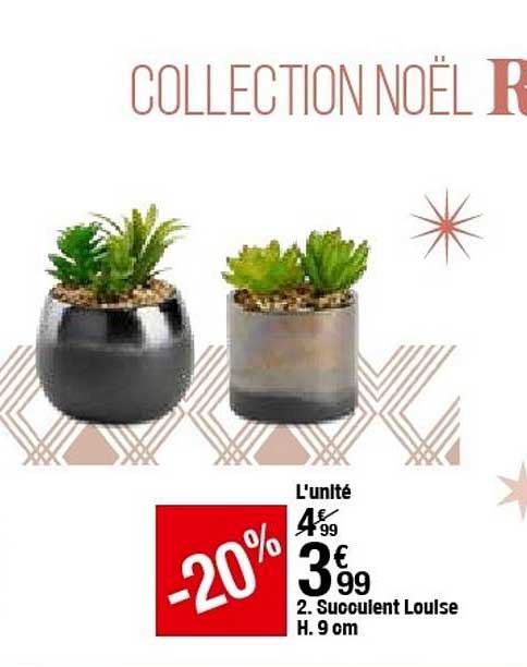 succulent louise h.9 cm