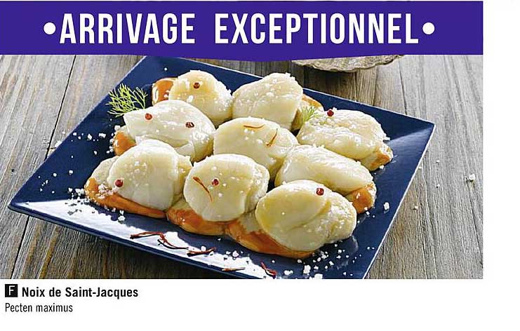 noix de saint-jacques