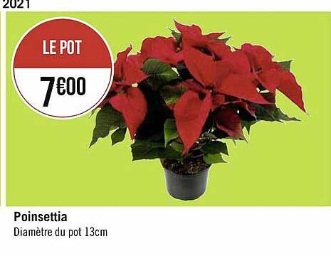 poinsettia