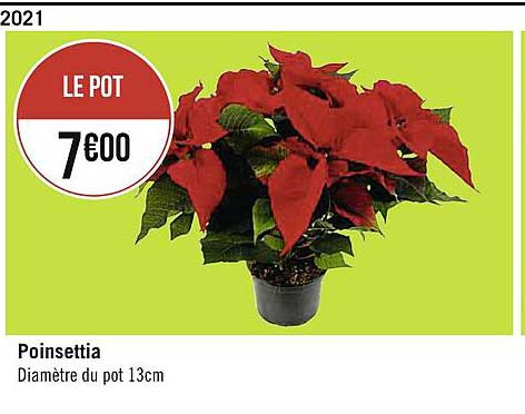 poinsettia