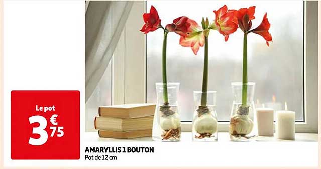 amaryllis 1 bouton