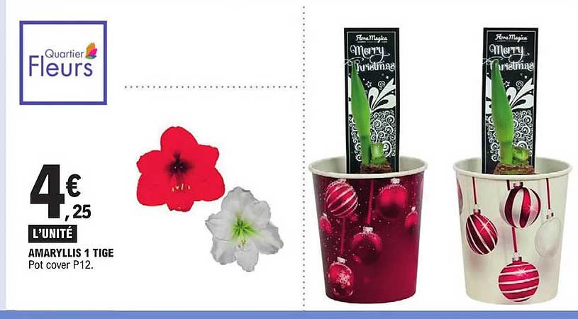 amaryllis 1 tige