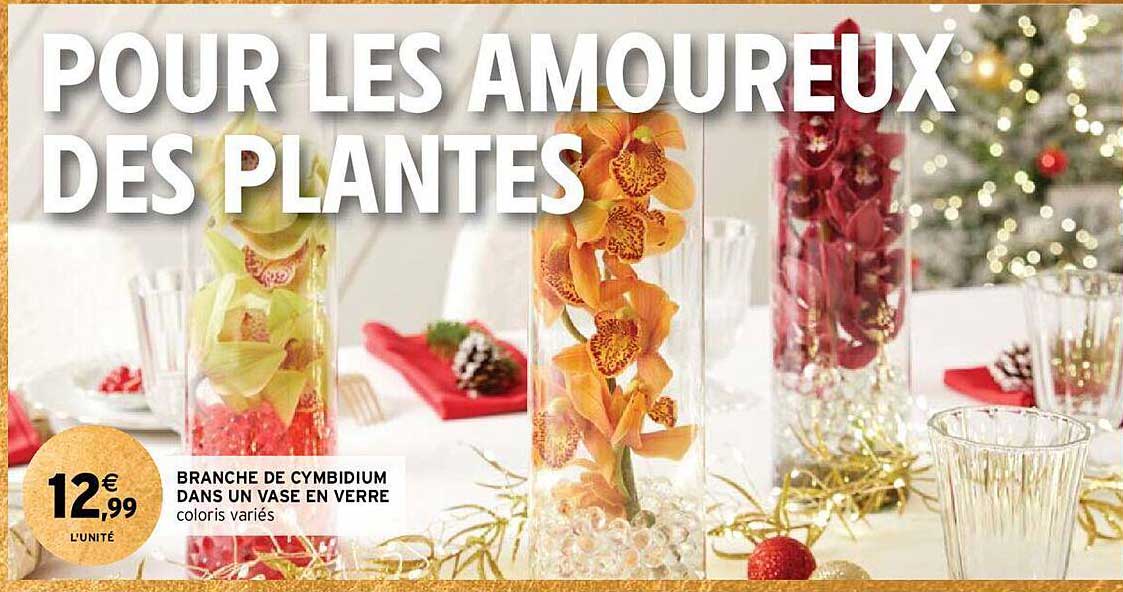 Branche De Cymbidium Dans Un Vase En Verre